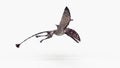a dimorphodon Royalty Free Stock Photo