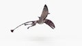 a dimorphodon