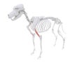 The dog muscle anatomy - brachialis