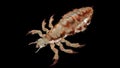 A head louse Royalty Free Stock Photo