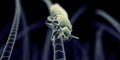 A head louse Royalty Free Stock Photo