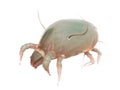A house dust mite