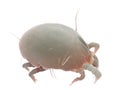 A house dust mite