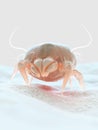 a house dust mite