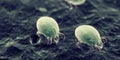 House dust mites