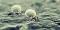 House dust mites