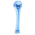 3d rendered illustration of a human bone isolated on a transparent background Royalty Free Stock Photo