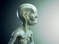 3d rendered illustration of a humanoid Alien Royalty Free Stock Photo