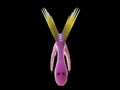 A pre-historic marine creature - hallucigenia