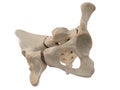 3d rendered illustration of the sacrum, illustration of human skeleton . sacrum bone anatomy. icon