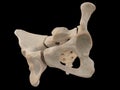 3d rendered illustration of the sacrum, illustration of human skeleton . sacrum bone anatomy. icon