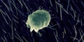 A scabies mite