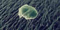 A scabies mite Royalty Free Stock Photo