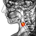 3d rendered illustration of the thyroid gland