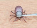 A tick