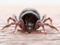 A tick biting Royalty Free Stock Photo