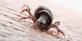 A tick biting Royalty Free Stock Photo