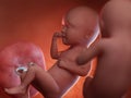 Twin fetuses - week 34