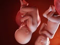 Twin fetuses - week 39 Royalty Free Stock Photo