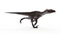 A utahraptor Royalty Free Stock Photo