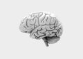 3D Rendered image of Human brain side view Royalty Free Stock Photo