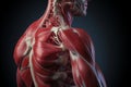 3D rendered medical illustration of human shoulder muscles and nerves. A realistic depiction of human shoulder and neck