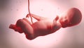 3d rendered medically accurate Human fetus inside the womb, Baby,