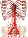 The abdominal arteries