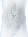 The abdominal lymphatic system Royalty Free Stock Photo