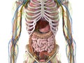 The abdominal organs Royalty Free Stock Photo