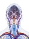 The anatomy of the head and neck