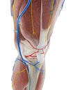 The anatomy of the knee