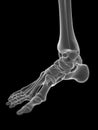 the ankle joint Royalty Free Stock Photo