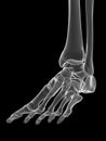 The ankle joint Royalty Free Stock Photo