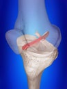 The anterior cruciate ligament Royalty Free Stock Photo