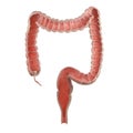 The human colon Royalty Free Stock Photo