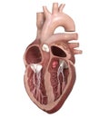 The aortic valve