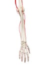 The arm arteries Royalty Free Stock Photo