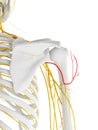 The Axillary Nerve Royalty Free Stock Photo