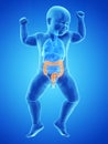 A babys colon Royalty Free Stock Photo