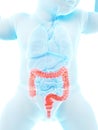 A babys colon Royalty Free Stock Photo