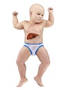 A babys liver Royalty Free Stock Photo