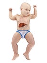 A babys liver