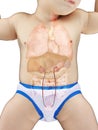 A babys ureters Royalty Free Stock Photo