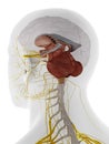 The back of the internal brain anatomy Royalty Free Stock Photo