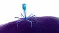 A bacteriophage on a bacteria