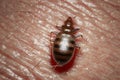 A bed bug Royalty Free Stock Photo