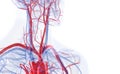 The blood vessels of the neck