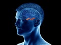 The brain anatomy - the hippocampus