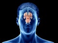 The brain anatomy - the internal anatomy